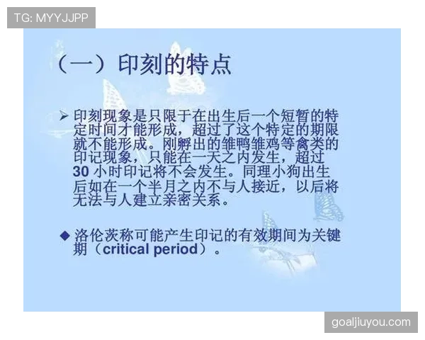 青训规则中的关键发展标准与裁判执行细则解析 青训规则中的关键发展标准与裁判执行细则解析